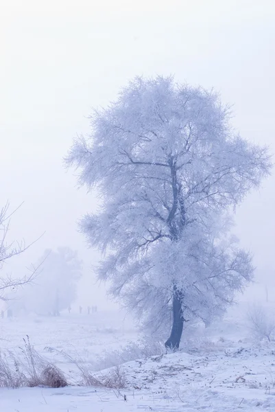 Träd på vintern i en norr ö — Stockfoto