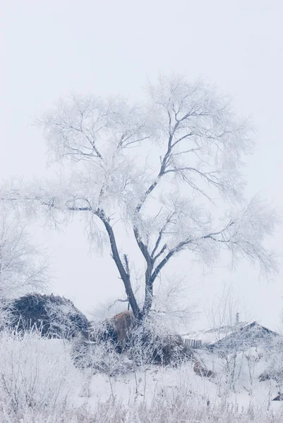 Дерево зимой на северном острове — стоковое фото