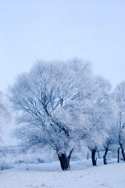 Strom v zimě v severní ostrov — Stock fotografie