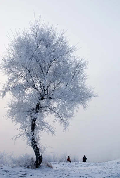 Árbol en invierno en una isla del norte — Foto de Stock