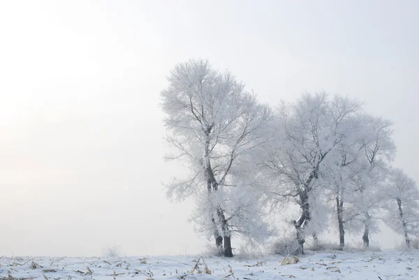 Drzewo w zimie na wyspie Północnej — Zdjęcie stockowe