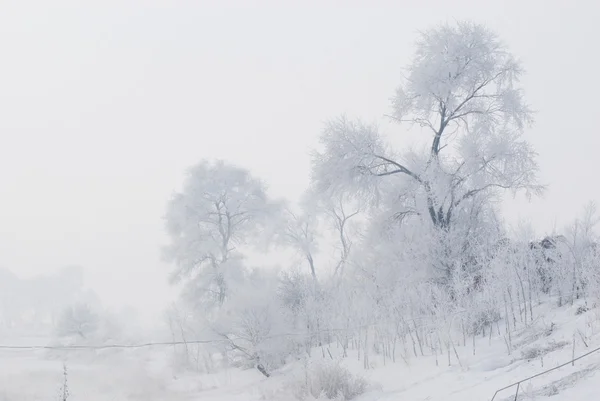 Árvore no inverno em uma ilha norte — Fotografia de Stock