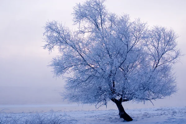Baum im Winter auf einer Nordinsel lizenzfreie Stockbilder