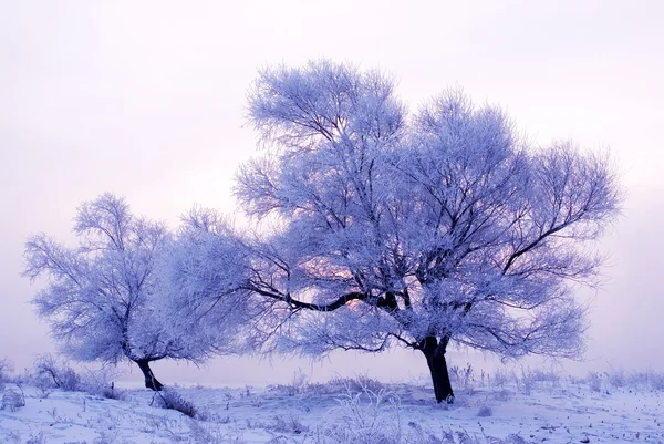 Baum im Winter auf einer Nordinsel Stockbild