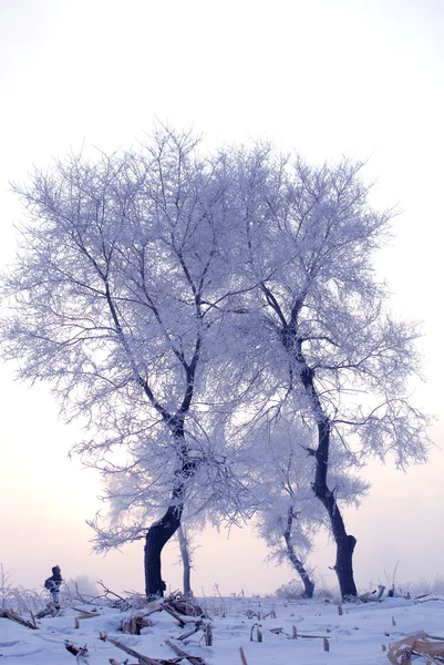 Drzewo w zimie na wyspie Północnej Zdjęcia Stockowe bez tantiem