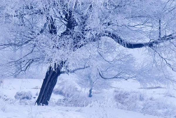 Albero in inverno in un'isola del nord Foto Stock Royalty Free
