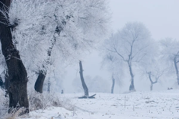 Albero in inverno in un'isola del nord Fotografia Stock