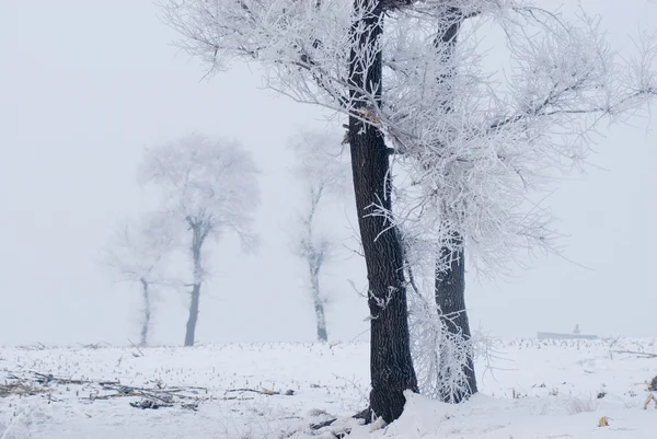 Baum im Winter auf einer Nordinsel lizenzfreie Stockbilder