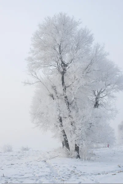 Albero in inverno in un'isola del nord Foto Stock