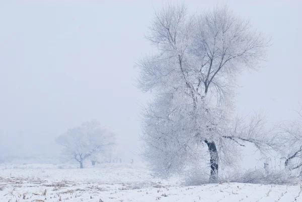 Baum im Winter auf einer Nordinsel Stockfoto