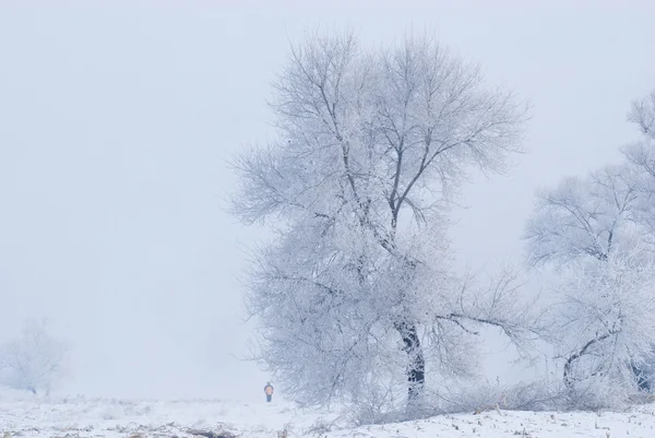 Albero in inverno in un'isola del nord Foto Stock Royalty Free