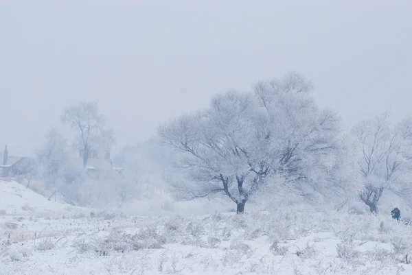 Albero in inverno in un'isola del nord Immagine Stock