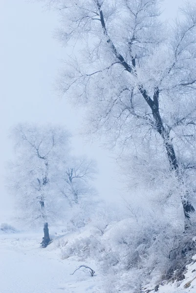 Drzewo w zimie na wyspie Północnej Zdjęcia Stockowe bez tantiem