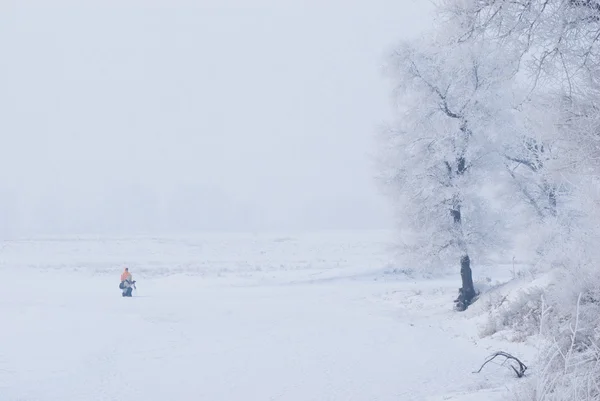 Albero in inverno in un'isola del nord Fotografia Stock