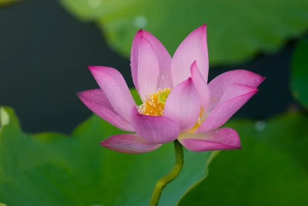 Schöner Lotus Stockbild