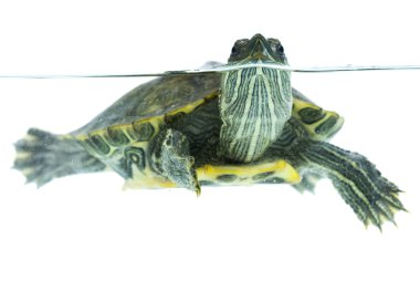 Swimming turtle clipart