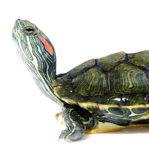 Schildkröte auf weißem Hintergrund — Stockfoto