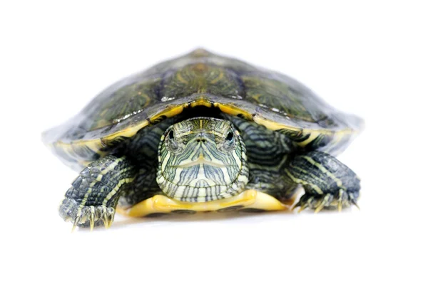 Sköldpadda på den vita bakgrunden — Stockfoto