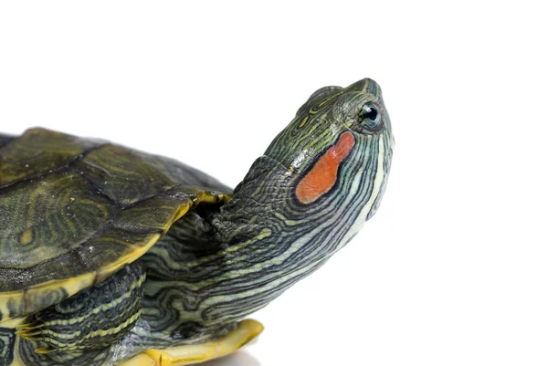Schildkröte auf weißem Hintergrund — Stockfoto