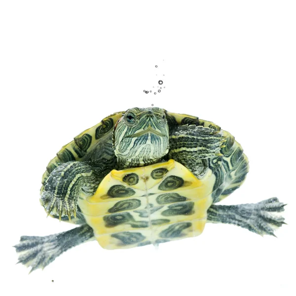 Sköldpadda på den vita bakgrunden — Stockfoto