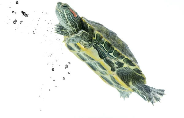 Yüzme kaplumbağa — Stok fotoğraf