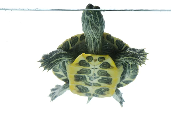 Simning sköldpadda — Stockfoto