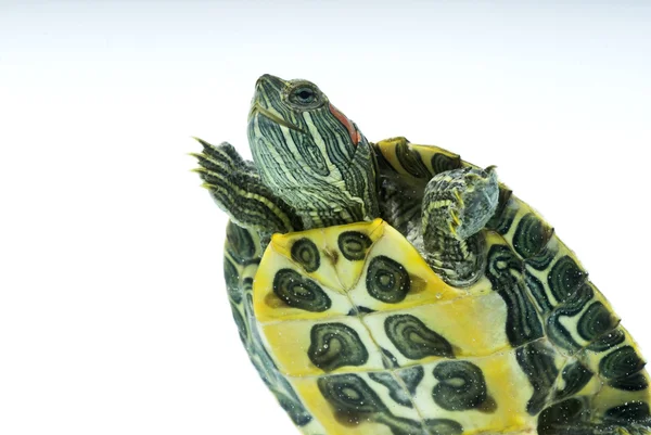 stock image Turtle on the white background
