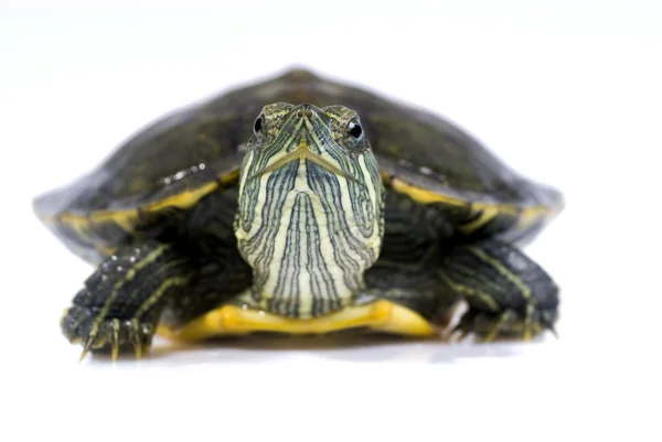 Schildkröte auf weißem Hintergrund lizenzfreie Stockfotos