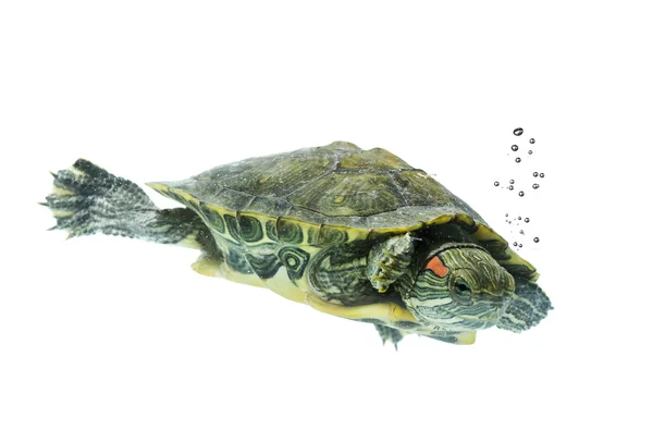 Schwimmschildkröte Stockbild