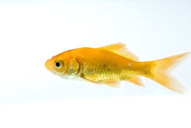 Golden fish clipart