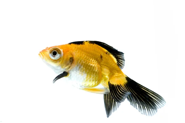 Zlatá rybka — Stock fotografie