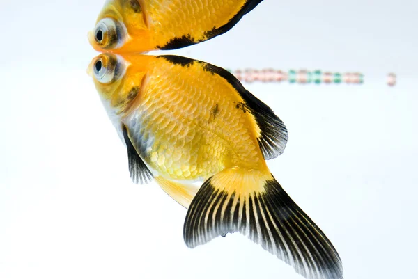 Ikan emas — Stok Foto