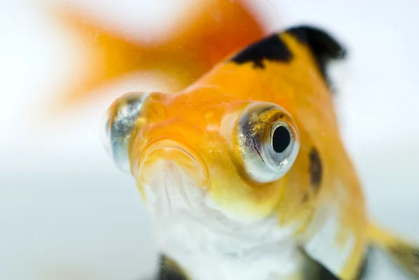 黄金の魚 — ストック写真