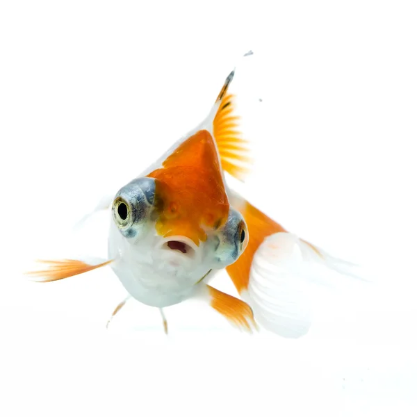 Golden fish — Stock Photo, Image