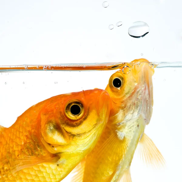 Pescado dorado — Foto de Stock