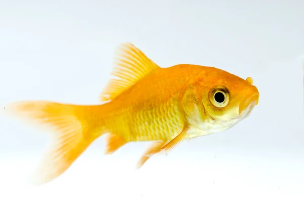 Złotą rybkę — Zdjęcie stockowe