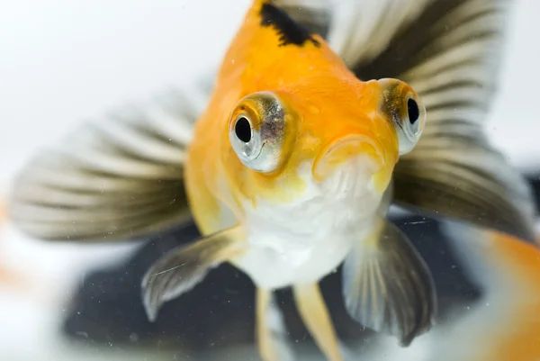 Zlatá rybka — Stock fotografie