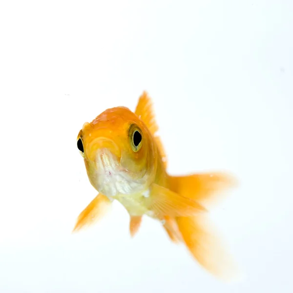 Altın Balık — Stok fotoğraf
