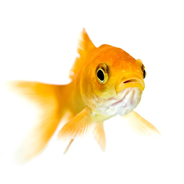 Gyllene fisk — Stockfoto
