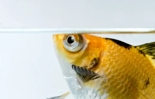 Χρυσό ψάρι — Φωτογραφία Αρχείου