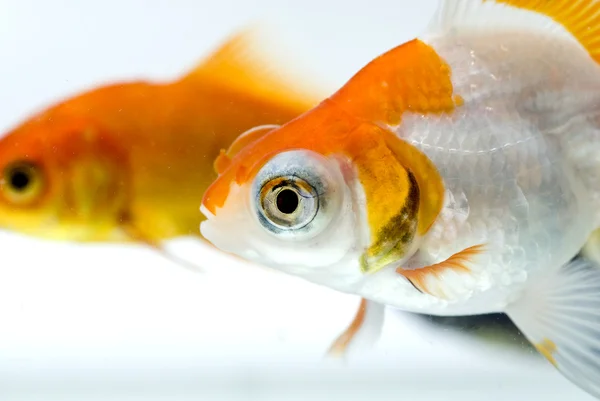 黄金の魚 — ストック写真