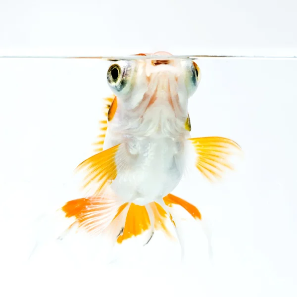Goldfisch Stockbild