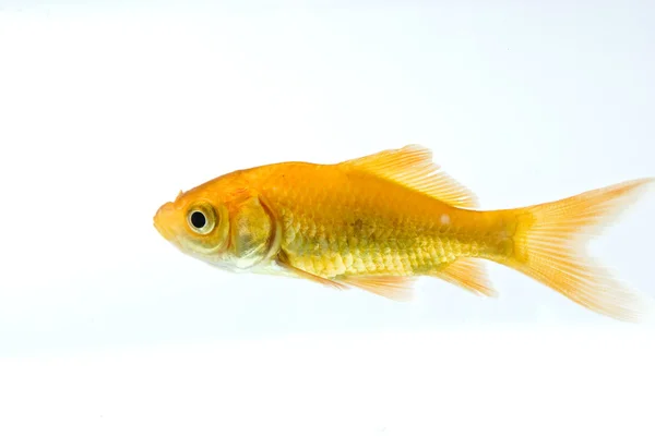 Pesce dorato Fotografia Stock