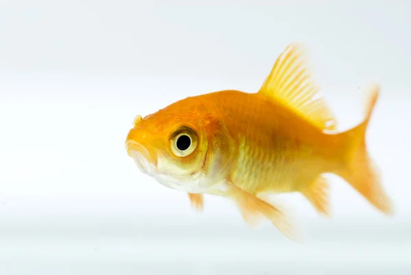 Goldfisch Stockbild
