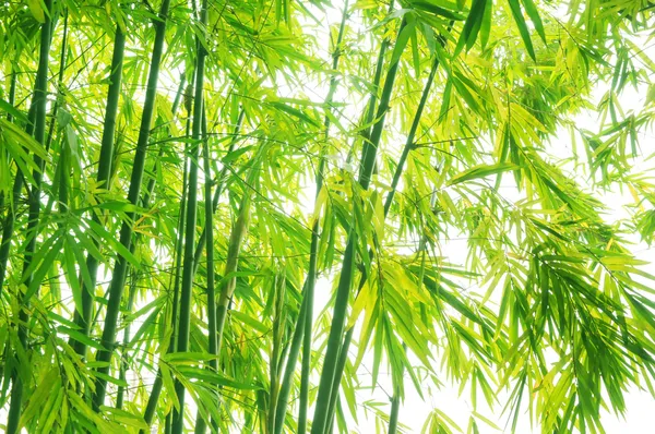 Verdura flourish fundo de bambu — Fotografia de Stock