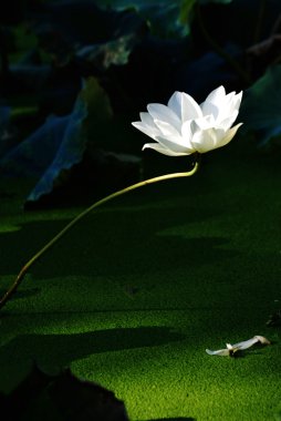 The lonely white lotus flower in the morning sunshine. clipart