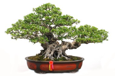 The Chinese bonsai tree of banyan in a pottery pot. clipart