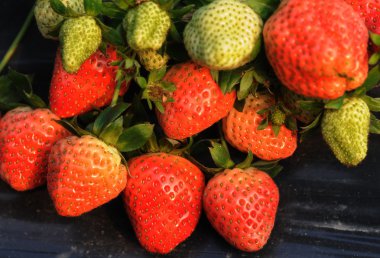 Fresh luscious red strawberries in the field. clipart