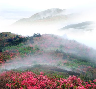 Misty spring mountain with azelea flowers and bushes. clipart