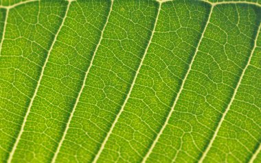 The tropical arum leaf background back-lit. clipart